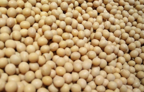 智能化驱动粮油加工升级：从国际研讨会看行业未来走向