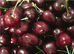 从“快航”到“稳鲜”：车厘子跨洋保鲜背后的食品机械力量