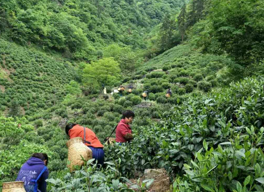 《福州市人民政府印發(fā)關于支持福州茉莉花茶產(chǎn)業(yè)發(fā)展六條措施的通知》政策解讀