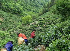 福州市支持福州茉莉花茶产业发展六条措施的政策解读