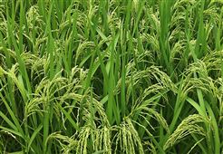 四川省关于开展2026年农业关键技术攻关揭榜挂帅的公告